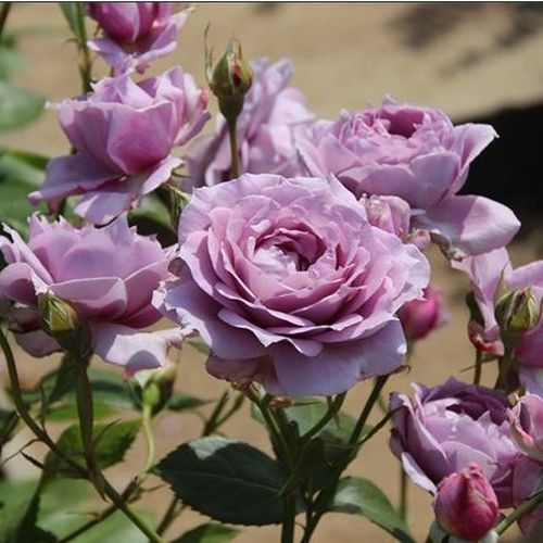 Růžová - fialová - Stromkové růže, květy kvetou ve skupinkách - stromková růže s keřovitým tvarem koruny